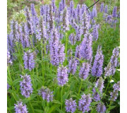 Котяча м'ята - Nepeta cataria