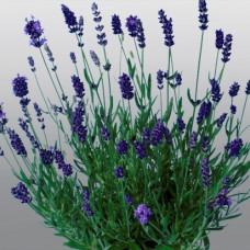  Лаванда вузьколиста Promise Violet Blue, 1000 шт, HemGenetics