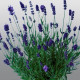 Лаванда вузьколиста Promise Violet Blue, 250 шт, HemGenetics