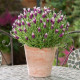 Лаванда BANDERA (h 20cm) Pink