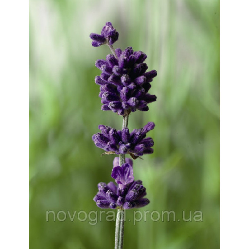 Лаванда узколистная - Blue Scent Improved