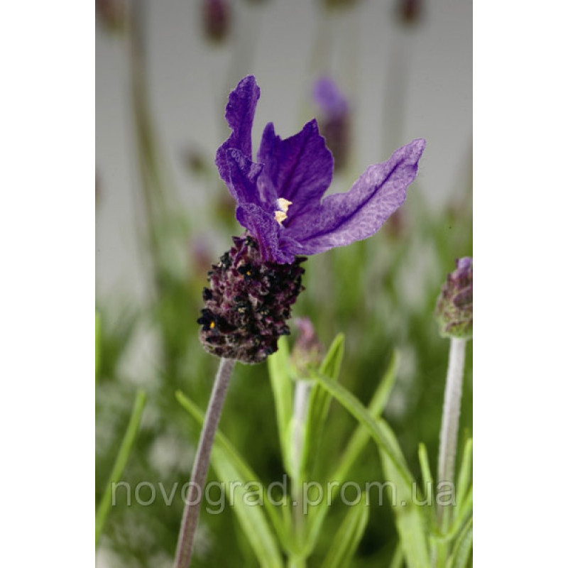 Лаванда Castilliano Violet