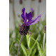 Лаванда Castilliano Violet