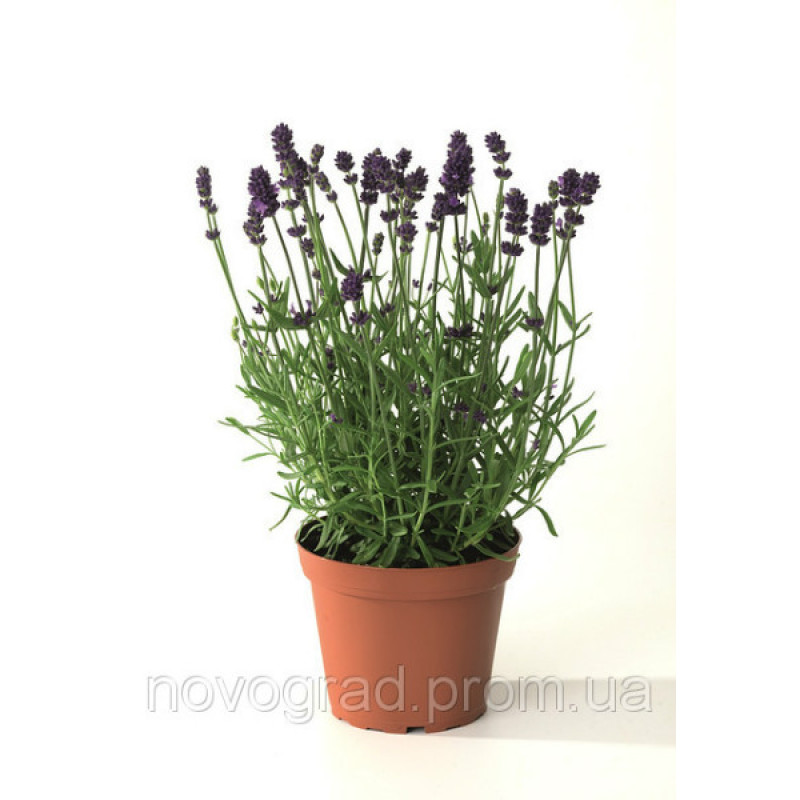 Лаванда Castilliano Violet