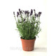 Лаванда Castilliano Violet