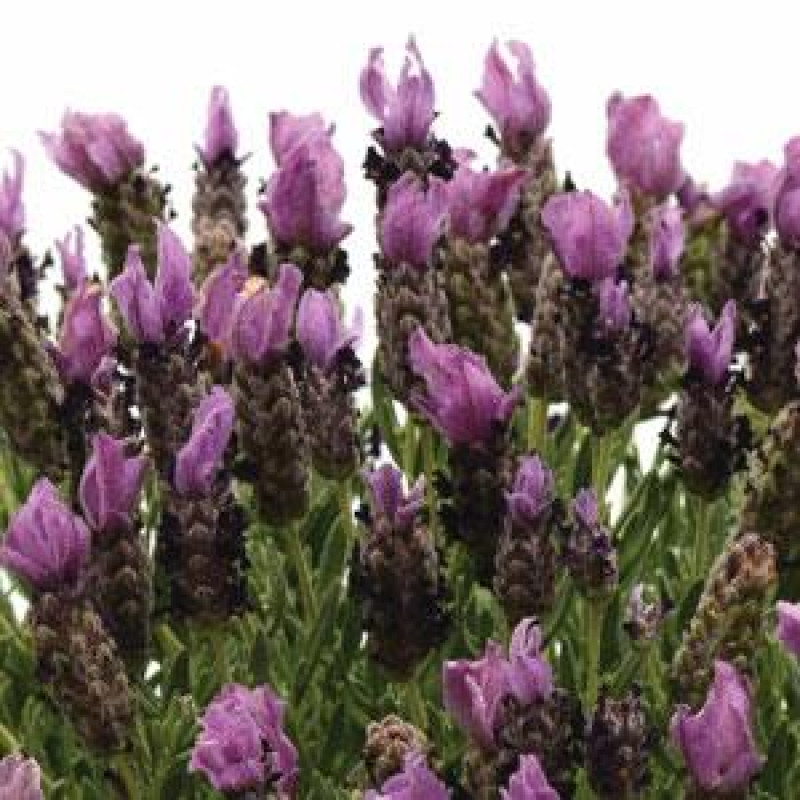 Лаванда BANDERA (h 20cm) PURPLE, 500 шт, Kieft Seed