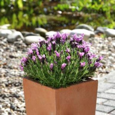 Лаванда BANDERA (h 20cm) PURPLE, 25 шт, Kieft Seed