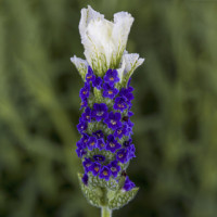 Лаванда Castilliano 2.0 White, 10 шт, Syngenta