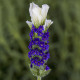 Лаванда Castilliano 2.0 White, 50 шт, Syngenta
