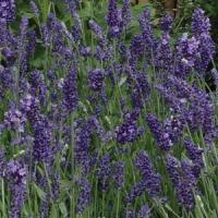 Лаванда узколистная ELLAGANCE PURPLE