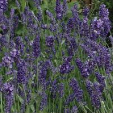 Лаванда узколистная ELLAGANCE PURPLE