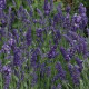 Лаванда узколистная ELLAGANCE PURPLE