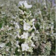  Лаванда вузьколиста - ELLAGANCE SNOW, 25 шт, Kieft Seed