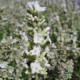 Лаванда вузьколиста - ELLAGANCE SNOW, 500 шт, Kieft Seed