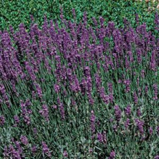 Лаванда узколистная HIDCOTE BLUE STRAIN