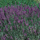 Лаванда узколистная HIDCOTE BLUE STRAIN