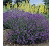 Лаванда вузьколиста - Lavandula angustifolia