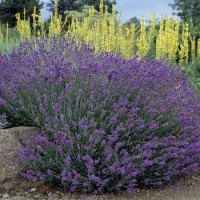  Лаванда вузьколиста Hidcote Blue Strain, 25 шт, Syngenta