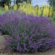 Лаванда вузьколиста Hidcote Blue Strain, 100 шт, Syngenta
