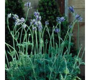 Лаванда багатонадрізна - Lavandula multifida