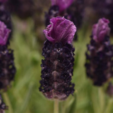 Лаванда BANDERA (h 20cm) Deep Purple, 1000 шт, Kieft Seed
