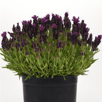 Лаванда BANDERA (h 20cm) Deep Purple, 25 шт, Kieft Seed