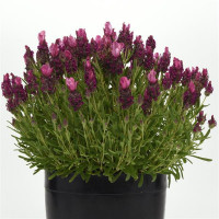 Лаванда BANDERA (h 20cm) Deep Rose, 500 шт, Kieft Seed