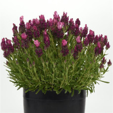 Лаванда BANDERA (h 20cm) Deep Rose, 1000 шт, Kieft Seed