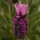 Лаванда BANDERA (h 20cm) Deep Rose, 25 шт, Kieft Seed