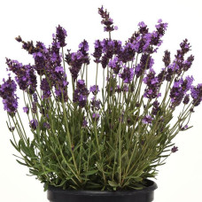  Лаванда вузьколиста AVIGNON EARLY BLUE, 1000 шт, Kieft Seed