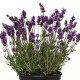 Лаванда вузьколиста AVIGNON EARLY BLUE, 500 шт, Kieft Seed