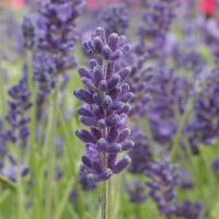  Лаванда вузьколиста AVIGNON EARLY BLUE, 500 шт, Kieft Seed
