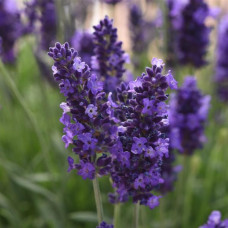  Лаванда вузьколиста - Blue Spear (h 28-33 cm), 10 шт, Kieft Seed
