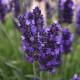 Лаванда вузьколиста - Blue Spear (h 28-33 cm), 100 шт, Kieft Seed