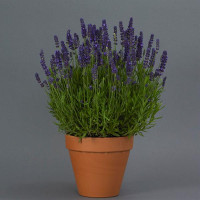  Лаванда вузьколиста - Blue Spear (h 28-33 cm), 100 шт, Kieft Seed