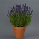 Лаванда вузьколиста - Blue Spear (h 28-33 cm), 100 шт, Kieft Seed