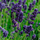 Лаванда вузьколиста - Lavance (h 25-30 cm) Deep Purple, 1000 шт, Kieft Seed
