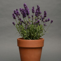  Лаванда вузьколиста - Lavance (h 25-30 cm) Deep Purple, 25 шт, Kieft Seed