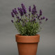 Лаванда вузьколиста - Lavance (h 25-30 cm) Deep Purple, 1000 шт, Kieft Seed