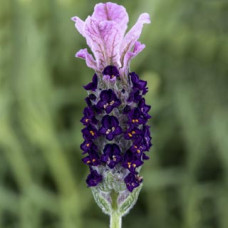 Лаванда Castilliano 2.0 Lilac, 1000 шт, Syngenta