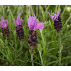 Лаванда Violeta purple XL, 10 шт, Syngenta