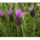 Лаванда Violeta purple XL, 50 шт, Syngenta