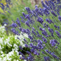  Лаванда вузьколиста Hidcote Blue, 50  шт, Benary