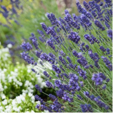  Лаванда вузьколиста Hidcote Blue, 50  шт, Benary