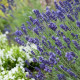 Лаванда вузьколиста Hidcote Blue, 1000 шт, Benary