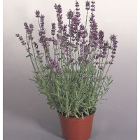  Лаванда вузьколиста Munstead Variety, 1000 шт, Benary