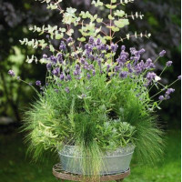  Лаванда вузьколиста Vicenza Blue, 1000 шт, Benary