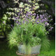 Лаванда вузьколиста Vicenza Blue, 1000 шт, Benary