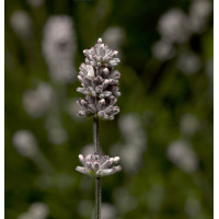  Лаванда вузьколиста - Scent™ White Compact, 100 шт, Syngenta