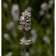 Лаванда вузьколиста - Scent™ White Compact, 100 шт, Syngenta
